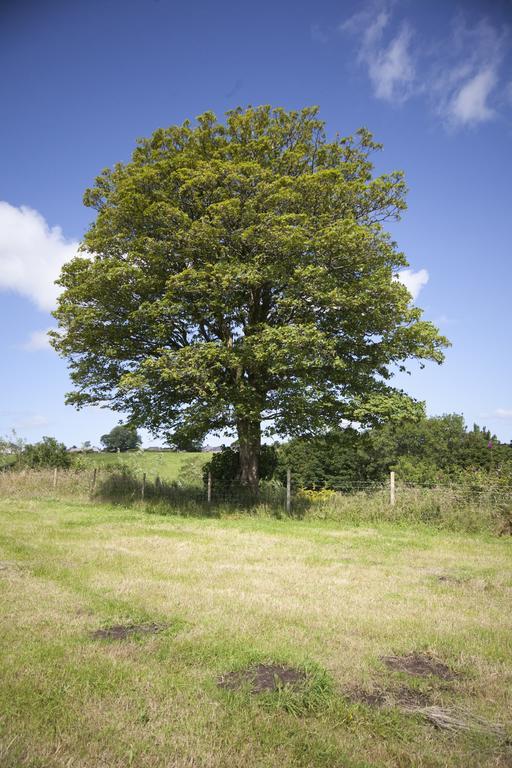 Bed and Breakfast Bryncoch Llannon Esterno foto